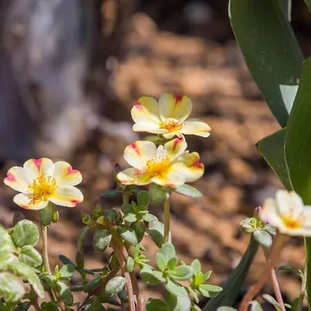 Enchanted Sunlit Retreat ヴィラ