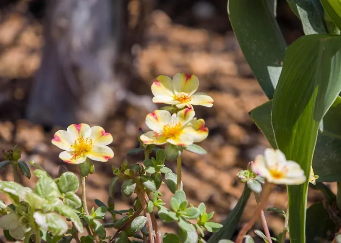 Enchanted Sunlit Retreat Villa